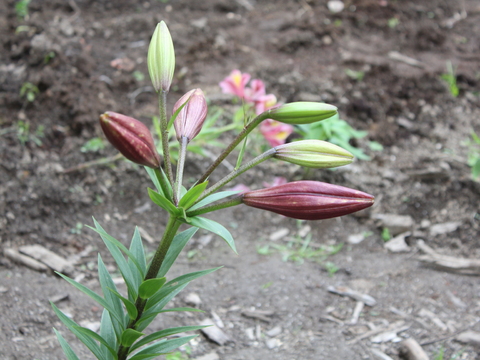 35.	Coroas de Rei (Lilium sp)
Data da fotografia: 11/06/2018
Utilidade/ função na horta: Flor que contribui para estética da horta e sua biodiversidade por atrair borboletas.